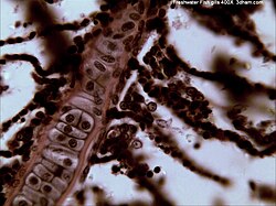 Micrografía de filamentos branquiales de un pez de agua dulce