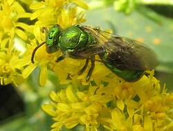Augochloropsis metallica macho