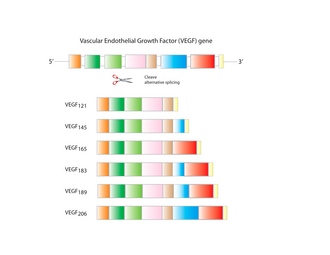 Representación esquemática de las diferentes isoformas de VEGF humano.