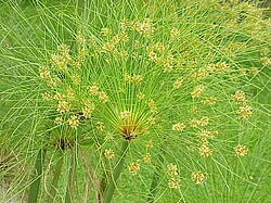 Planta Cyperus papyrus en su entorno natural.