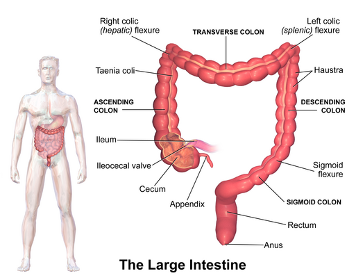 Representación detallada de la estructura del intestino grueso.