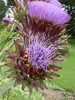 Capítulos de Cynara scolymus en floración