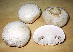 Ejemplar cultivado de champiñón común Agaricus bisporus.