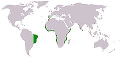 Mapa histórico del Imperio portugués durante el siglo XVI
