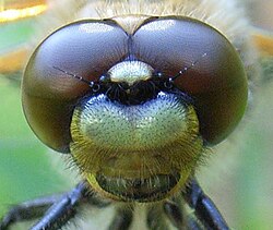 Cabeza de un insecto (Odonata)