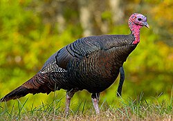 Pavo salvaje en su hábitat natural