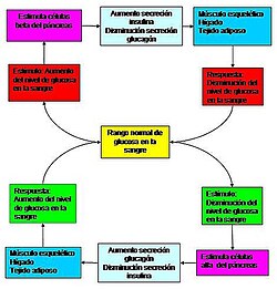 Homeostasis de la glucemia