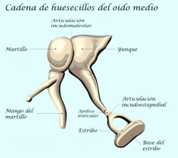 Cadena de huesecillos del oído