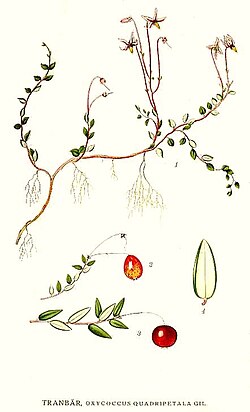 Ilustración botánica histórica de Vaccinium oxycoccos
