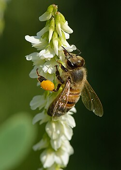 Inflorescencia de Melilotus albus