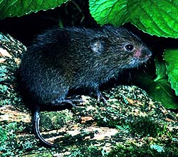 Ejemplar de Microtus pennsylvanicus sobre vegetación