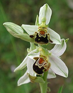 Flor de Ophrys apifera con adaptaciones para la polinización especializada.