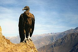 Cóndor juvenil en el Cañón del Colca, Perú