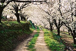 Cerezos en flor en Extremadura, España