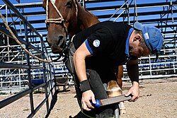 Un herrador raspando la herradura de un caballo con una escofina