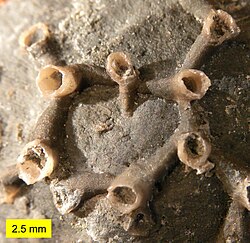 Fósil de Aulopora, un coral tabulado.