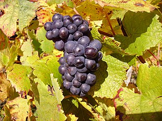 Racimo maduro de uvas Pinot Noir en su vid