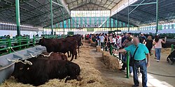 Ganado bovino en la Feria Internacional Ganadera de Zafra