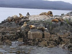Lobos marinos en el Canal Beagle, cerca de Ushuaia