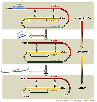 Diagrama de las modificaciones moleculares de la proinsulina a insulina madura.
