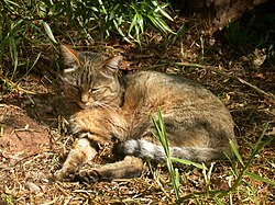 Gato salvaje africano Felis silvestris lybica