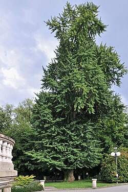 Hojas y estructura de Ginkgo