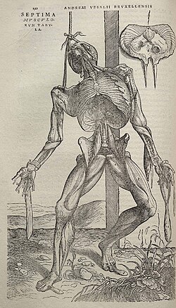 Ilustración detallada de una disección humana en la obra Fabrica de Vesalio