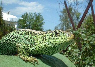 Representación de un lagarto dentro de la clasificación taxonómica