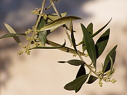 Fase de prefloración en ramas de olivo