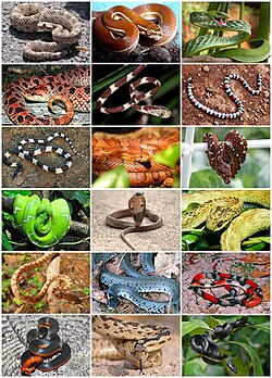 Imagen representativa de una serpiente