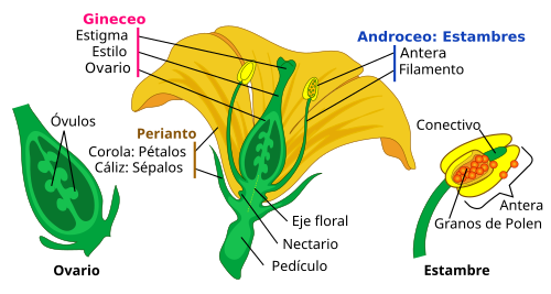 Diagrama general mostrando las partes principales de una flor