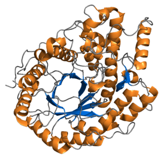 Representación de la estructura de la beta-amilasa de cebada
