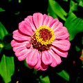 Detalle macroscópico de los pétalos de Zinnia elegans