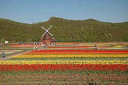 Plantaciones comerciales de tulipanes en Hokkaido, Japón