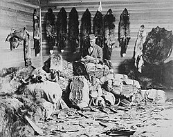 Un comerciante de pieles en Fort Chipewyan clasifica diferentes tipos de pieles preciosas.