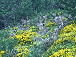 Grupo de cabras montesas en la sierra