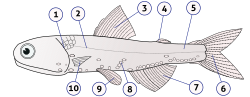 Diagrama anatómico de Lampanyctodes hectoris señalando sus diferentes aletas y órganos