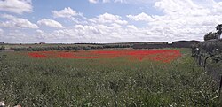 Paisaje rural con amapolas