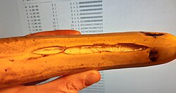 Ralstonia solanacearum sobre un plátano