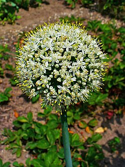 Detalle de la inflorescencia de Allium cepa