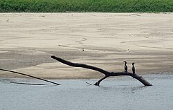 Fauna ribereña en el Río Mamoré