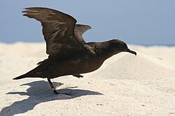 Pardela de Pascua Puffinus nativitatis enfrentando el viento