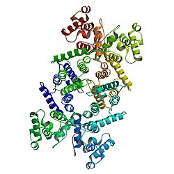 La distrofina como proteína muscular