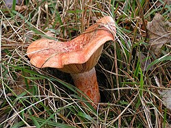 Fotografía de un hongo ectomicorrizo, específicamente el níscalo Lactarius deliciosus.