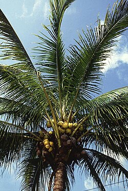 Ejemplar de cocotero (Cocos nucifera) mostrando su estructura característica.