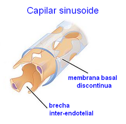 Representación gráfica de un capilar sinusoide