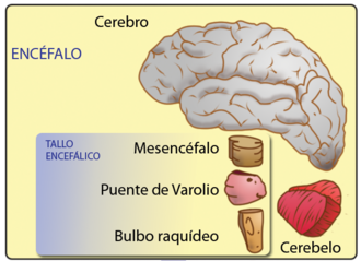 Esquema general del encéfalo humano destacando las secciones del tallo encefálico