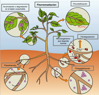Esquema ilustrativo de los mecanismos de fitorremediación en el medio ambiente