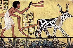 Campesino egipcio arando la tierra