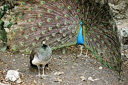 Cortejo de un pavo real con su plumaje desplegado.